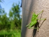Zo života hmyzu: Zelený fešák