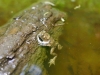 Žabka z vody vyskakuje