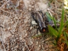Lúky nad Ráztokou - zo života hmyzu