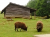 zoo Košice