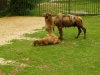 zoo Košice